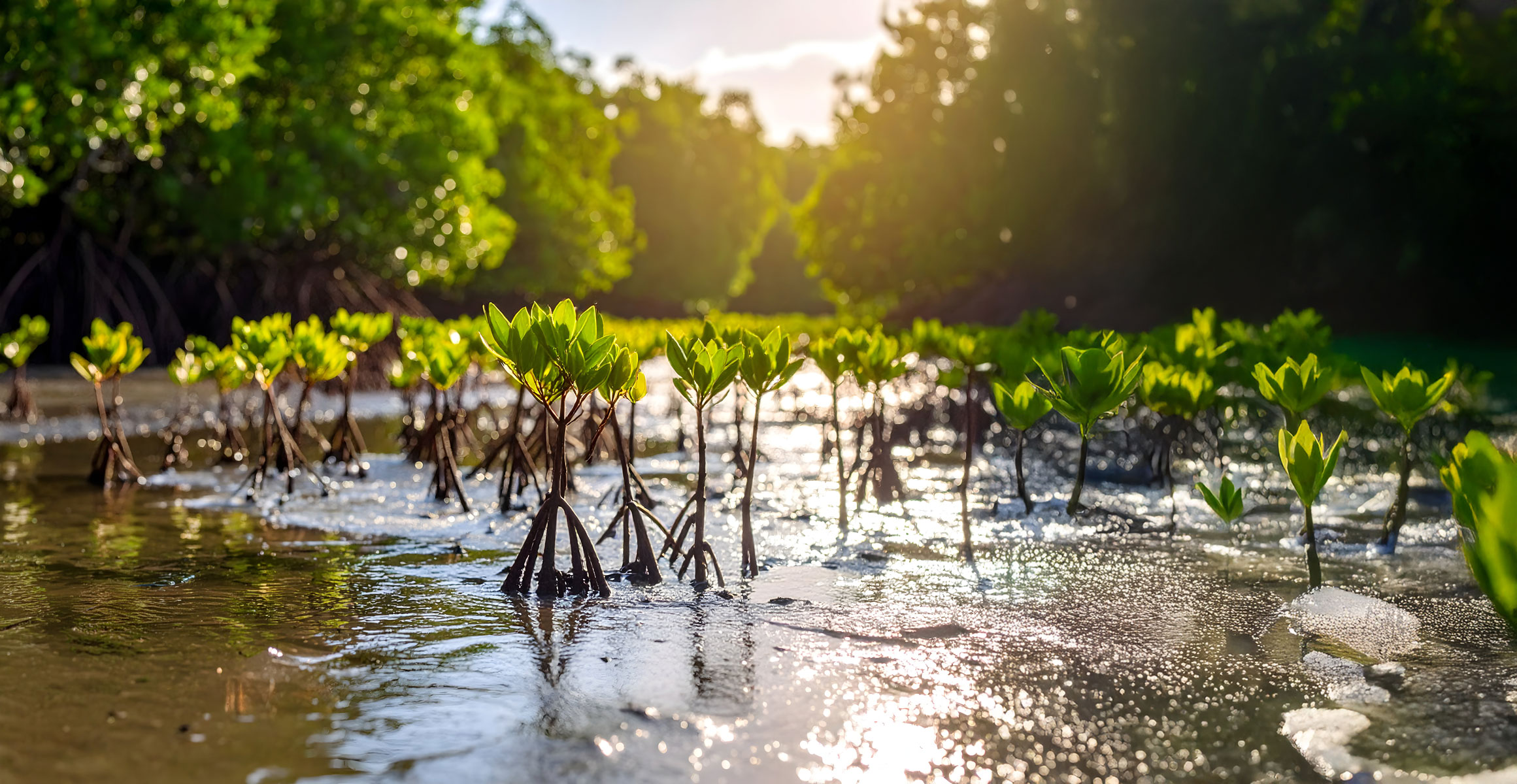 Restoring Coastal Ecosystems